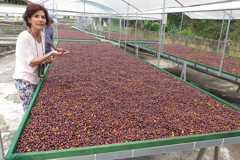 Coffee Stories featuring the Santa Elena Farm of Costa Rica
