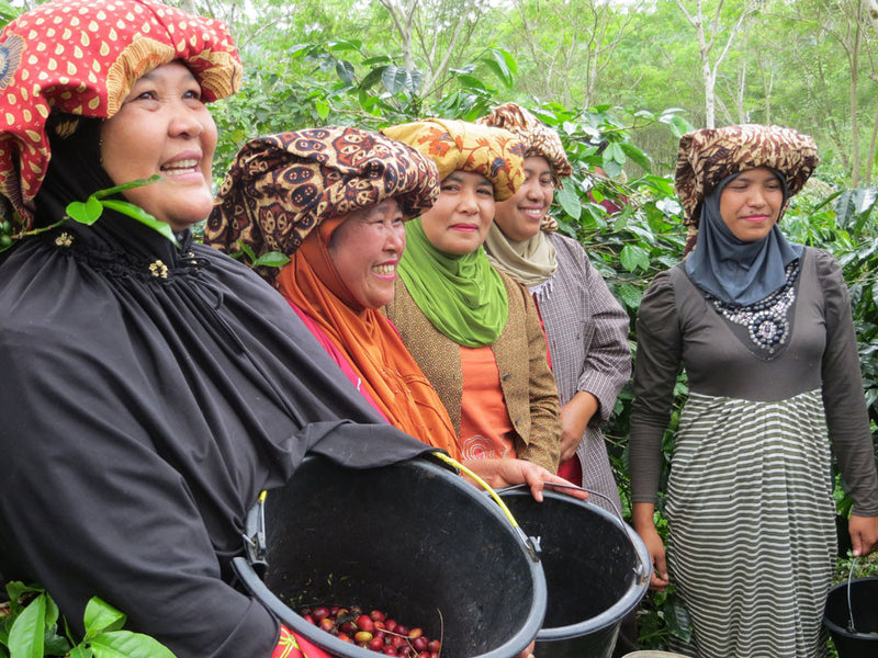 Sumatra Queen Ketiara | Supporting Women Coffee Farmers